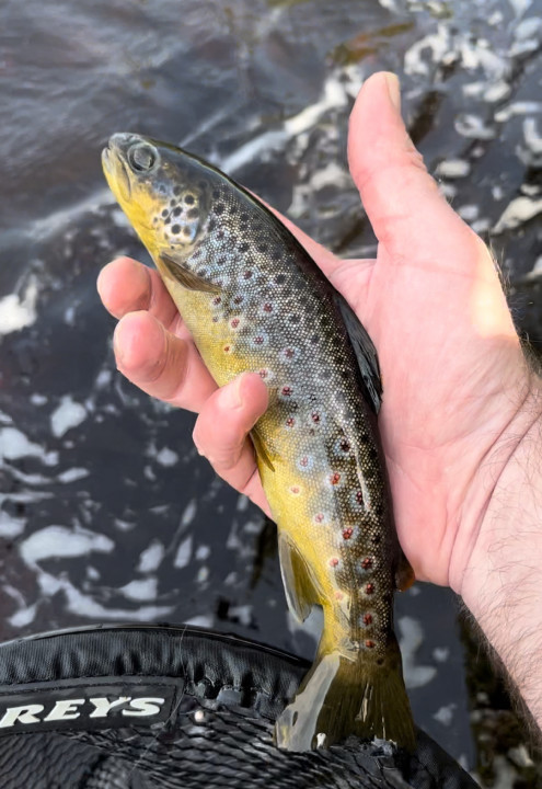 Tees trout - SJ from Stanley